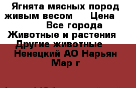 Ягнята мясных пород живым весом.  › Цена ­ 125 - Все города Животные и растения » Другие животные   . Ненецкий АО,Нарьян-Мар г.